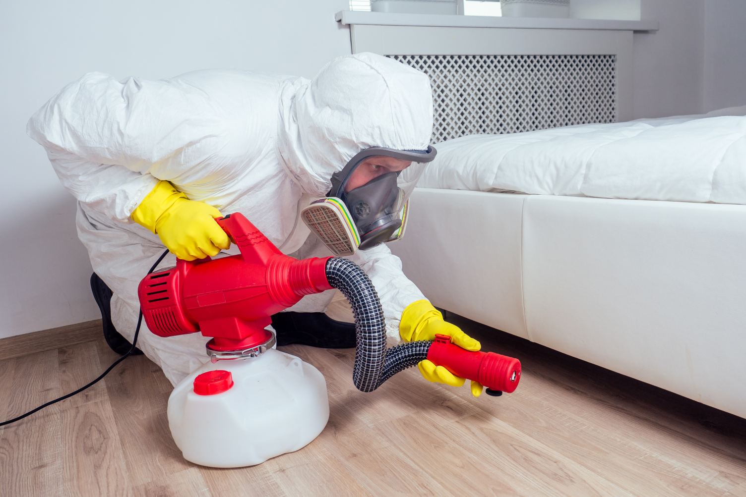 Anti-insectes, Corte