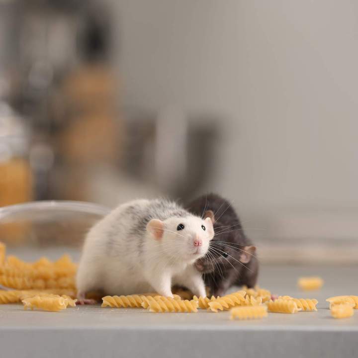 Traitement rats et souris Corse