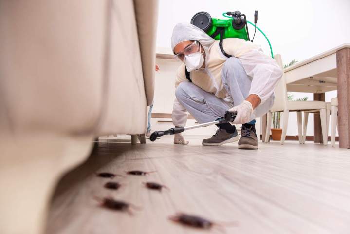 Désinsectisation professionnelle Corse