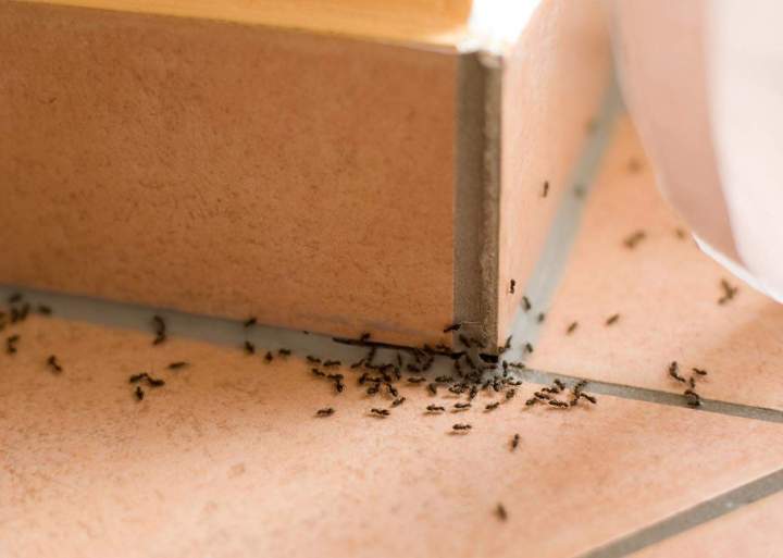 Traitement fourmis Corse